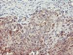 TULP3 Antibody in Immunohistochemistry (Paraffin) (IHC (P))