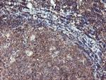 TULP3 Antibody in Immunohistochemistry (Paraffin) (IHC (P))
