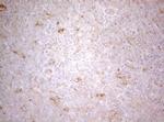 TWF1 Antibody in Immunohistochemistry (Paraffin) (IHC (P))