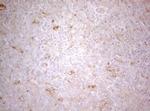 TWF1 Antibody in Immunohistochemistry (Paraffin) (IHC (P))