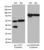 TWF1 Antibody in Western Blot (WB)