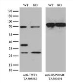TWF1 Antibody in Western Blot (WB)