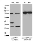 TWF1 Antibody in Western Blot (WB)