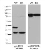 TWF1 Antibody in Western Blot (WB)