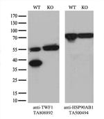 TWF1 Antibody in Western Blot (WB)