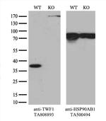 TWF1 Antibody in Western Blot (WB)