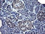 TXNDC5 Antibody in Immunohistochemistry (Paraffin) (IHC (P))