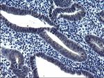 TXNDC5 Antibody in Immunohistochemistry (Paraffin) (IHC (P))