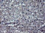 TXNDC5 Antibody in Immunohistochemistry (Paraffin) (IHC (P))