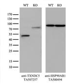 TXNDC5 Antibody in Western Blot (WB)