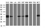 TXNDC5 Antibody in Western Blot (WB)