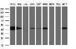 TXNDC5 Antibody in Western Blot (WB)