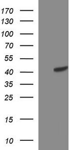 TXNDC5 Antibody in Western Blot (WB)
