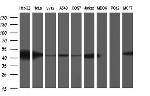 TXNDC5 Antibody in Western Blot (WB)