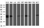 TXNDC5 Antibody in Western Blot (WB)