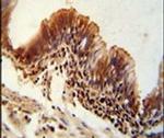 TXNDC6 Antibody in Immunohistochemistry (IHC)