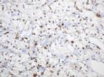 TYMP Antibody in Immunohistochemistry (Paraffin) (IHC (P))