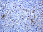 TYMP Antibody in Immunohistochemistry (Paraffin) (IHC (P))