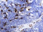 TYMP Antibody in Immunohistochemistry (Paraffin) (IHC (P))