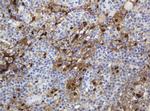TYMP Antibody in Immunohistochemistry (Paraffin) (IHC (P))
