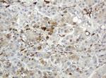TYMP Antibody in Immunohistochemistry (Paraffin) (IHC (P))
