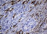 TYMP Antibody in Immunohistochemistry (Paraffin) (IHC (P))