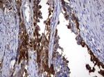 TYMS Antibody in Immunohistochemistry (Paraffin) (IHC (P))