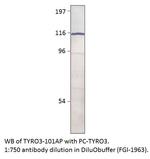 TYRO3 Polyclonal Antibody