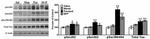 Tau Antibody in Western Blot (WB)