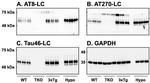 Phospho-Tau (Thr181) Antibody in Western Blot (WB)