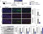 Phospho-Tau (Ser202, Thr205) Antibody in Immunohistochemistry (Paraffin) (IHC (P))