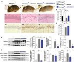 Phospho-Tau (Ser202, Thr205) Antibody in Immunohistochemistry (Paraffin) (IHC (P))