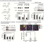 Phospho-Tau (Ser202, Thr205) Antibody in Immunohistochemistry (IHC)