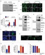 Tau Antibody in Western Blot (WB)