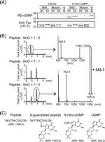 Tau Antibody in Western Blot (WB)