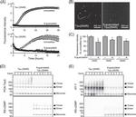 Tau Antibody in Western Blot (WB)