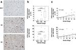 Phospho-Tau (Ser202, Thr205) Antibody in Immunohistochemistry (IHC)