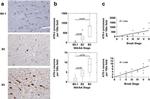Phospho-Tau (Ser202, Thr205) Antibody in Immunohistochemistry (IHC)