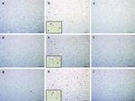 Phospho-Tau (Ser202, Thr205) Antibody in Immunohistochemistry (IHC)