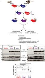 Tau Antibody in Western Blot (WB)