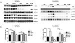 Phospho-Tau (Thr181) Antibody in Western Blot (WB)