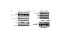 Phospho-Tau (Thr212, Ser214) Antibody in Western Blot (WB)