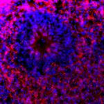 Phospho-Tau (Ser396) Antibody in Immunohistochemistry (Frozen) (IHC (F))