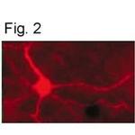Phospho-Tyrosine Hydroxylase (Ser40) Antibody in Immunohistochemistry (IHC)
