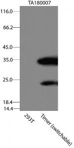 Timer Antibody in Western Blot (WB)