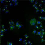 TGN46 Antibody in Immunocytochemistry (ICC/IF)