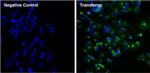 Transferrin Monoclonal Antibody (F2H8G6)