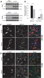 Transferrin Receptor Antibody in Immunocytochemistry (ICC/IF)