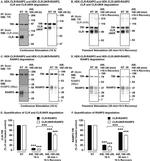 Transferrin Receptor Antibody in Western Blot (WB)