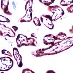 TGF beta-2 Antibody in Immunohistochemistry (IHC)